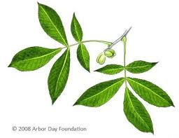 Shagbark Hickory Leaves And Nuts Hickory Leaf Tree Identification Trees To Plant