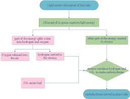 Photosynthesis Flowchart Explore The Secret Of Nature