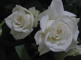 [lengkap} menyajikan aneka gambar bunga mawar (rose) cantik, indah + klasifikasi bunga mawar berdasarkan kelas gambar bunga mawar (rose) cantik beserta klasifikasi & jenisnya lengkap. Bunga Ros Putih Abah Bawa Balik Dari Cameron Highland Mirakimura Flickr