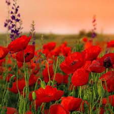 Pin By Ilonamester On Https Www Obrazydeco Pl Poppy Flower Red Poppies Poppies