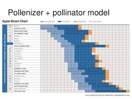 Apple Flowering And Fruit Quality