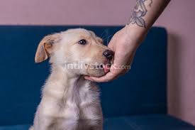 That's why getting a dog tattoo is definitely a better idea than tattooing your partners name on your body. Cute Little Mongrel Puppy With Light Brown Fur Licks His Owners Hand With Tattoo Indivstock