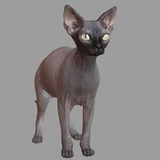 3d Model Of Sphynx Cat Sphynx Cat Cats Sphynx