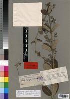 Image result for Tacazzea