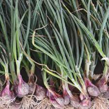 Dutch Red Picasso Shallots From Stark Bro S Growing Shallots Planting Onions Plants