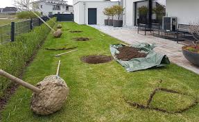 Whitecube Rubinie Baum Pflanzen Fertigrasen Garten Garten Terrasse Gartengestaltung