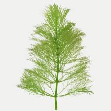 Image result for Limnophila crassifolia