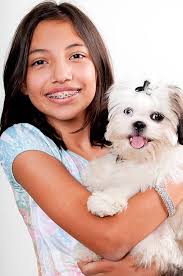 490+ Shih Tzu Dog With Tongue Out Stock Photos, Pictures & Royalty-Free  Images