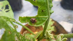 Kumbang hitam pada pokok kacang. Pokcik Blogger Hasil Dari Hobi 6 Penceroboh Perosak