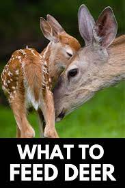 What To Feed Deer In Your Backyard Wildlife Friendly Homes 2021 Wildlife Rehabilitation Deer Wildlife