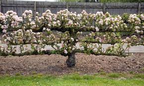 Espalier, the art of training a tree or shrub against a wall, is one way to enhance a courtyard wall or other exterior surface. Trained Fruit In Pictures Fruit Garden Espalier Apple Tree Fruit Trees