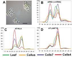 Check spelling or type a new query. Size Distribution Of Sirna Sequences In Plant Cell Suspension Culture Download Scientific Diagram