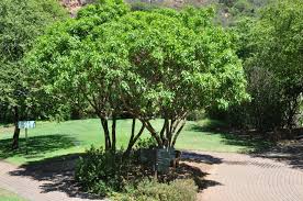 Image result for Heterotis canescens