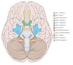 Indicate if each nerve is sensory, motor or mixed. Radiology Quiz 35922 Radiopaedia Org