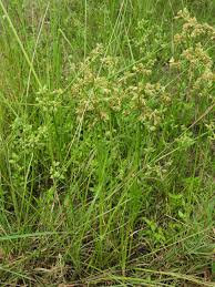 Image result for Cyperus tenuispica
