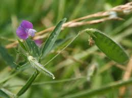 Image result for Lathyrus hirsutus