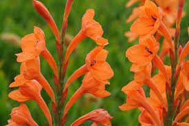 Image result for Watsonia