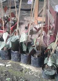 Daun sirih merah mengandung polifenol yang memiliki sifat antioksidan dan meningkatkan aktivitas enzim dalam. Jual Bibit Sirih Merah Dua Cara Mudah Menanam Sirih Merah Dengan Polybag Bibit Buahku