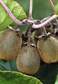 Le Kiwai Le Cultiver Et Le Recolter Kiwai Culture Verger Jardin Https Www Pinterest Fr Pin 110338259606619988 Sent Sfo 1 Sende Comment Planter Jardins