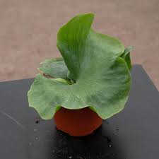 Image result for Platycerium