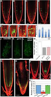 List of computer science publications by jim haseloff. Gibberellin Signaling In The Endodermis Controls Arabidopsis Root Meristem Size Current Biology