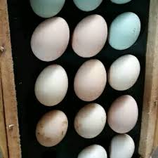 Namun harga telur ayam kampung lebih mahal dibandingkan telur ayam ras. Telur Ayam Bangkok F1 Import Shopee Indonesia