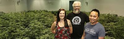 Tj S Organics Cannabis Lux Pot Shop