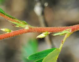 Image result for Chamaecrista grantii