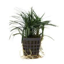 Image result for Ophiopogon
