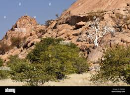 Image result for Sterculia quinqueloba