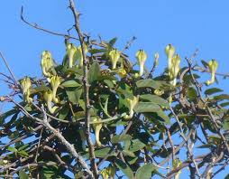 Image result for Ceropegia lugardiae