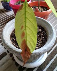 What Is The Cause Of Chlorosis And Brown Spots Of Avocado Leaves