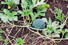 Image result for Citrullus lanatus