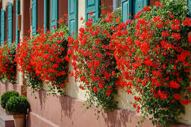 Image result for foto muškáty