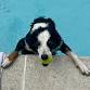 Dog Swim