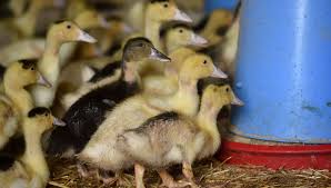Sopraggiunge morte improvvisa nell'uomo, l'influenza aviaria ha sintomi simili alla classica influenza stagionale, quindi Emergenza Aviaria In India Sacrificate Decine Di Migliaia Di Galline E Anatre La Repubblica