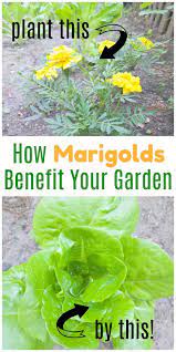 Maybe you would like to learn more about one of these? 6 Reasons To Plant Marigolds In Vegetable Gardens