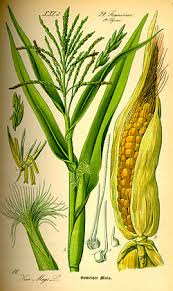 Image result for Zea mays