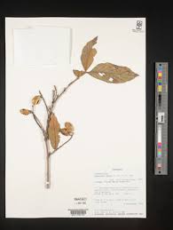 Image result for Combretum pisoniiflorum