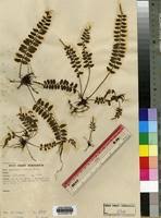 Image result for Asplenium barteri