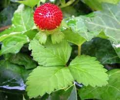 Image result for Duchesnea indica