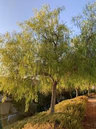 Image result for Schinus