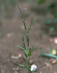 Image result for Cleome monophylla