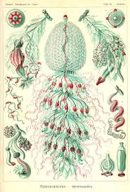 Pin Auf Ernst Haeckel Art Forms In Nature