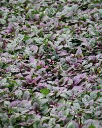 Image result for Ajuga