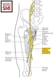 Image result for Obturator Nerve Compression