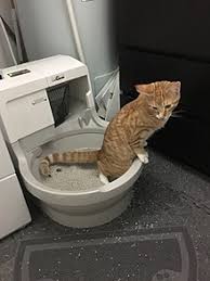 Check spelling or type a new query. Litter Box Wikipedia