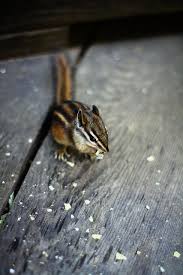 Scott Hessler (xlll)