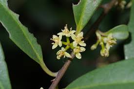 Image result for Embelia