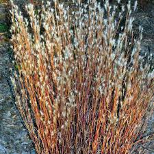 Image result for Andropogon